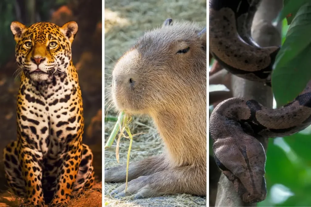 Blog Dia De Los Animales