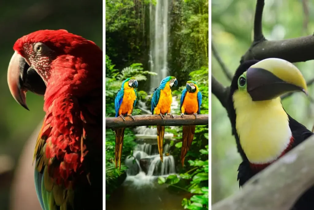 Blog Dia Mundial Aves Migratorias