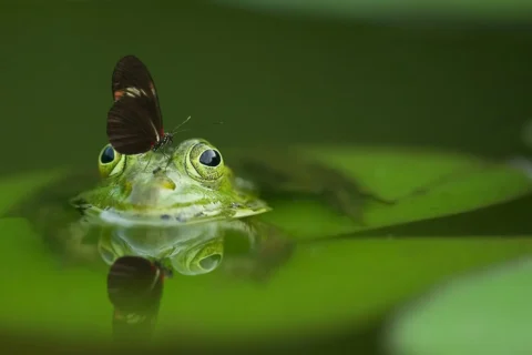 Frog Butterfly Pond Mirroring 45863