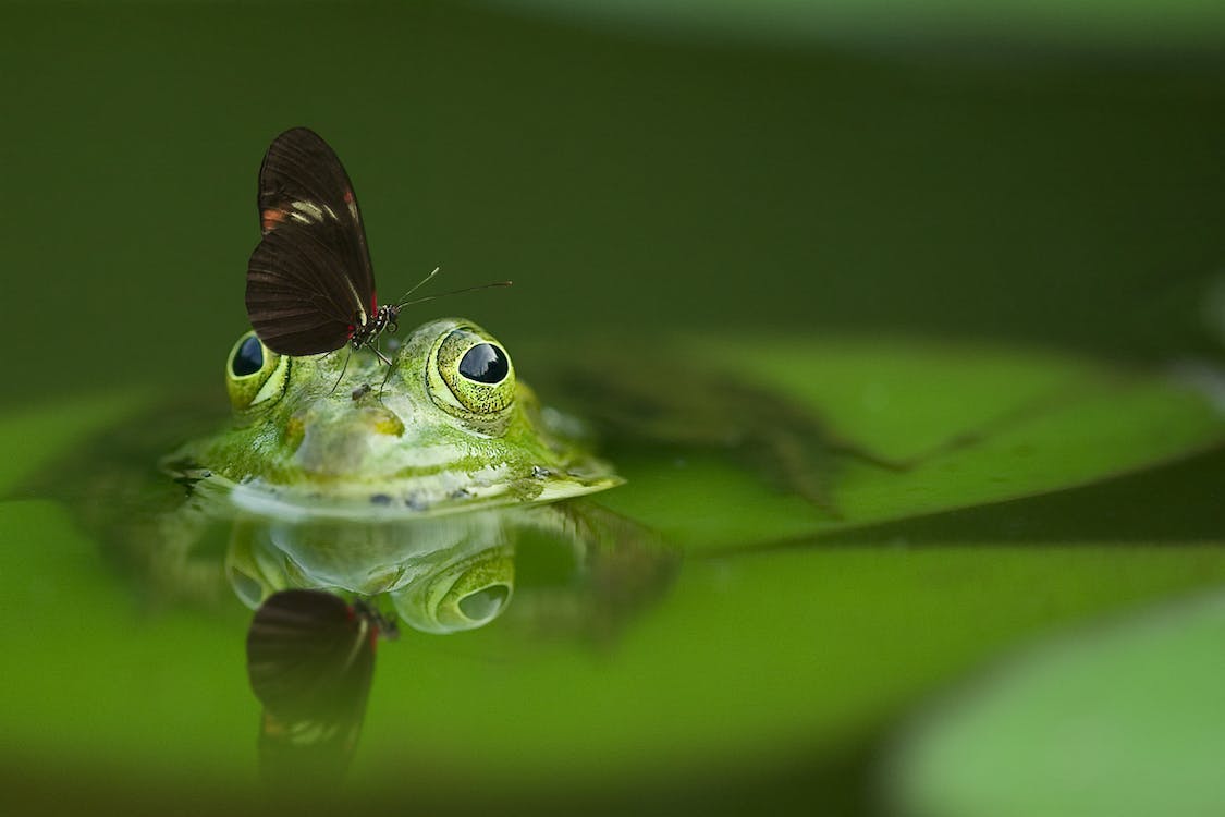Frog Butterfly Pond Mirroring 45863