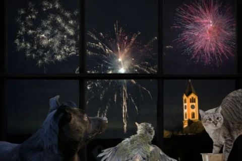 Blog Celebra Sin Polvora