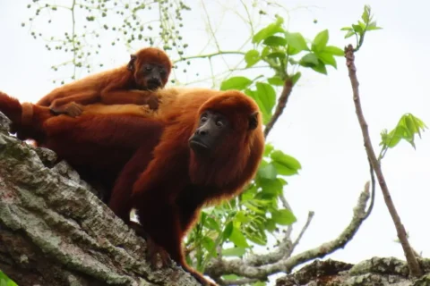 Blog Dia Mundial Del Mono