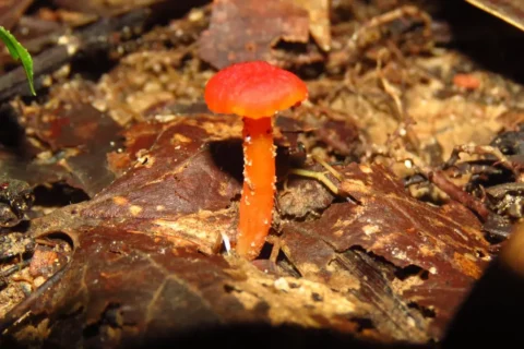 Blog Dia Mundial Suelo