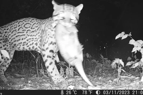 Blog Pórtada Camara Fototrampeo