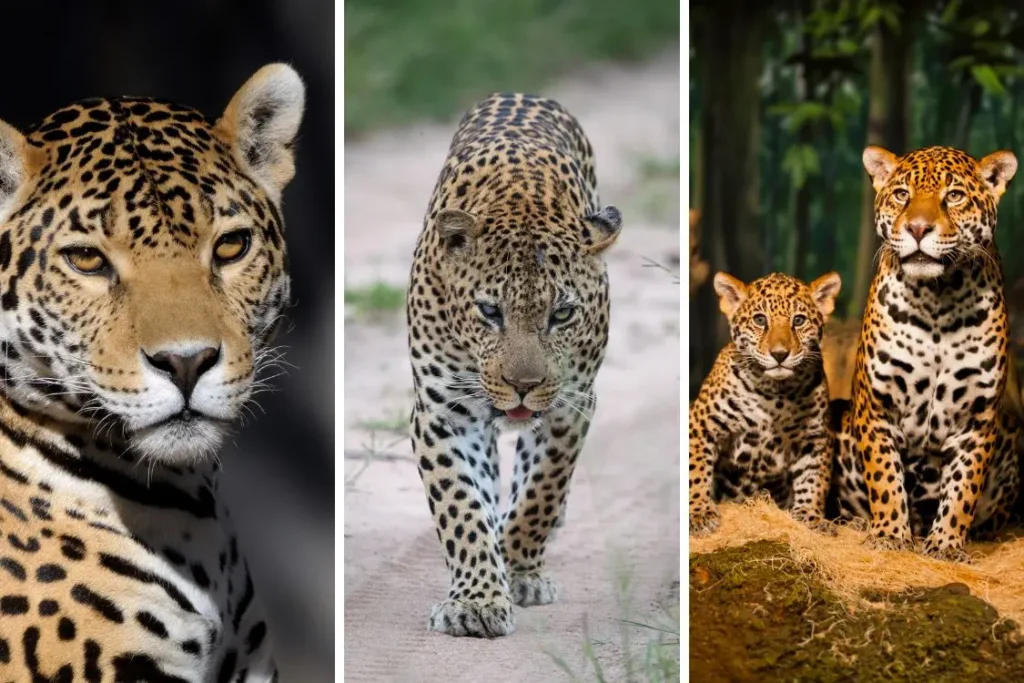 Blog Portada Dia Mundial Jaguar