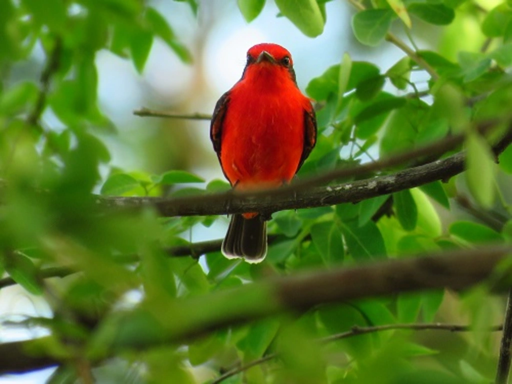 Petirrojo Enmascarado (Pyrocephalus rubinus)