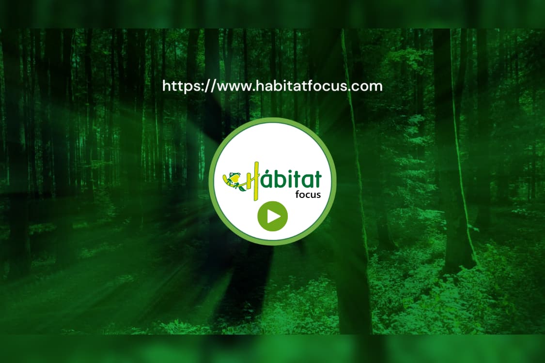 Blog Video Promo