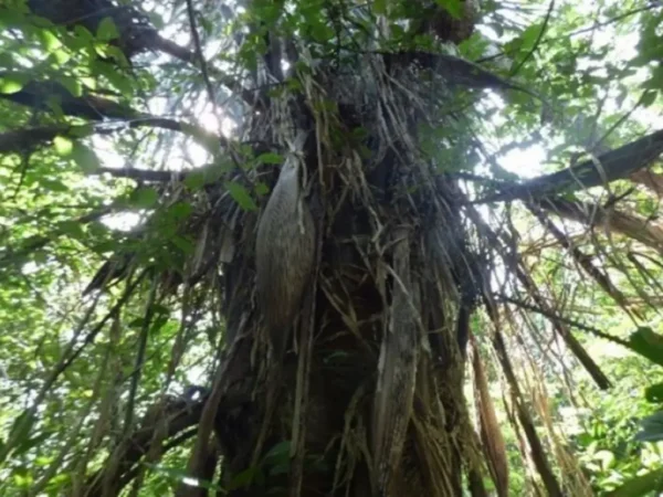 Attalea Butyracea (palma Real)