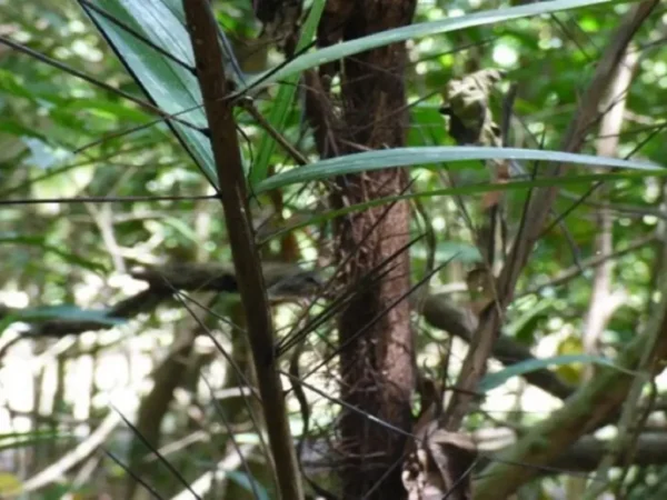 Bactris Major (cubarro)