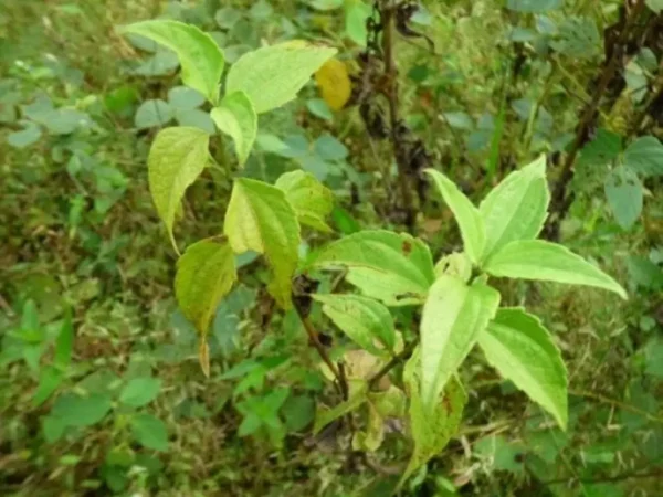 Chromolaena Odorata (albahaquilla)