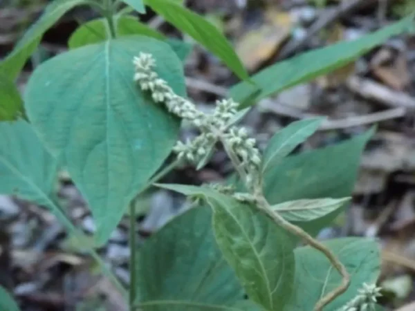 Cyathula Achyranthoides (pega Pega)