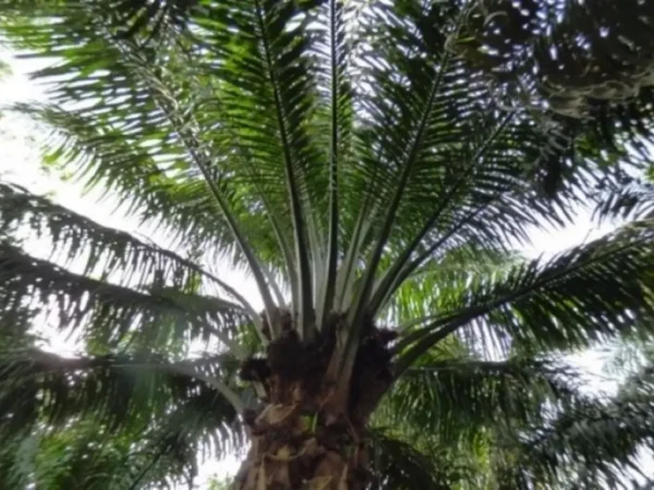 Elaeis Guineenses (Palma de Aceite)