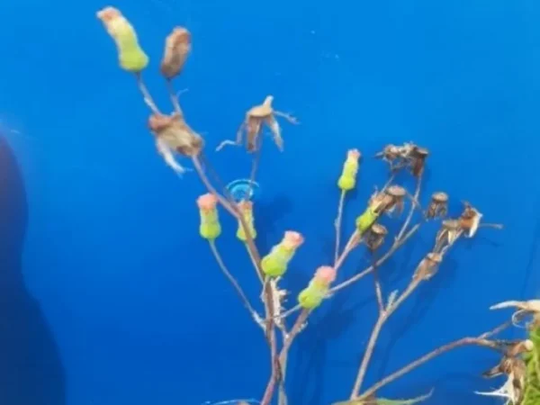 Emilia Fosbergii (clavelillo)