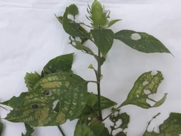 Conservación y Restauración de la flora - Imagen 9