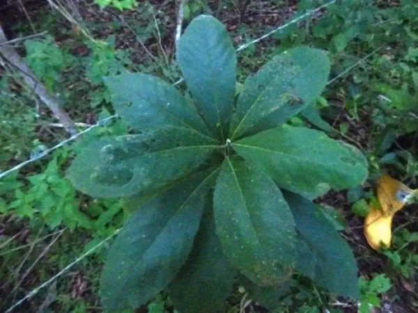Conservación y Restauración de la flora - Imagen 11