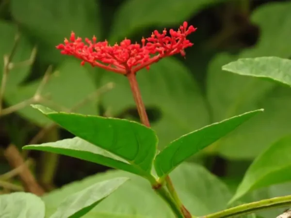 Conservación y Restauración de la flora - Imagen 9
